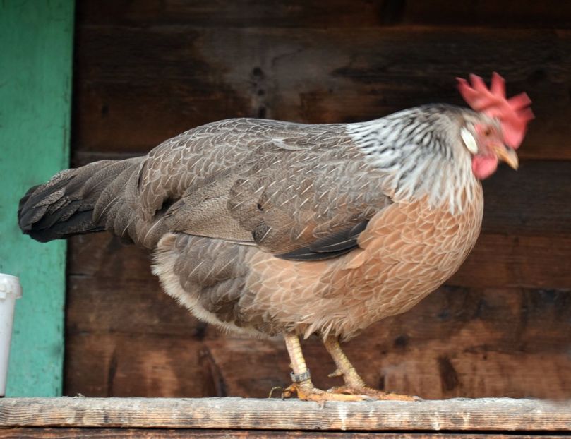 gaini italiene - Italiene arginti