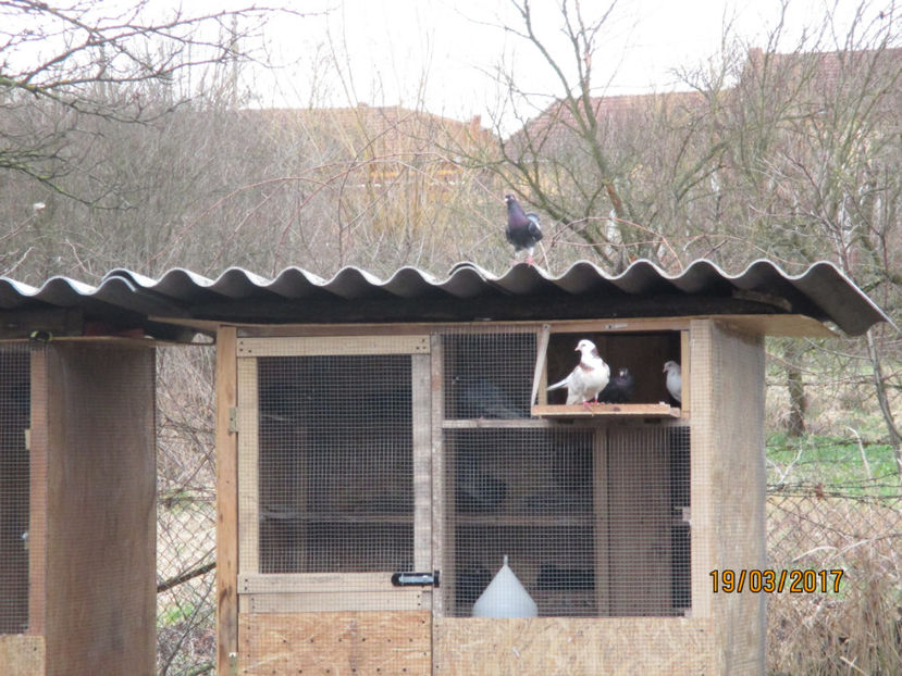  - Z ARHIVA ROLLERI DE SMIRNA 2017