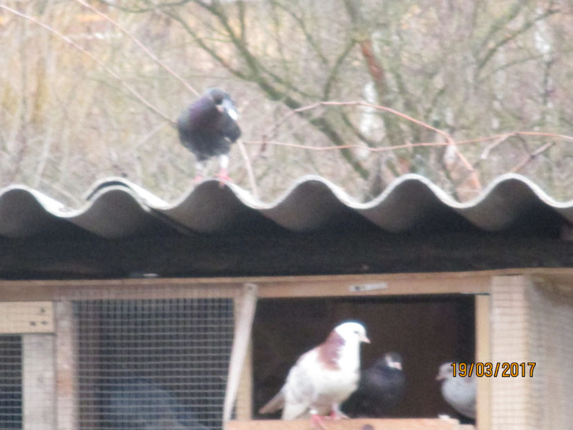  - Z ARHIVA ROLLERI DE SMIRNA 2017