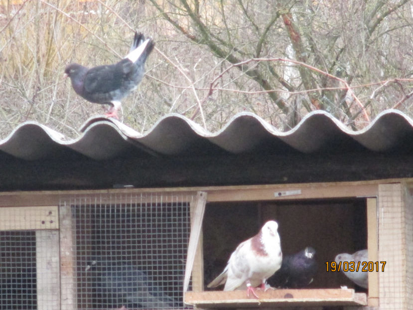  - Z ARHIVA ROLLERI DE SMIRNA 2017