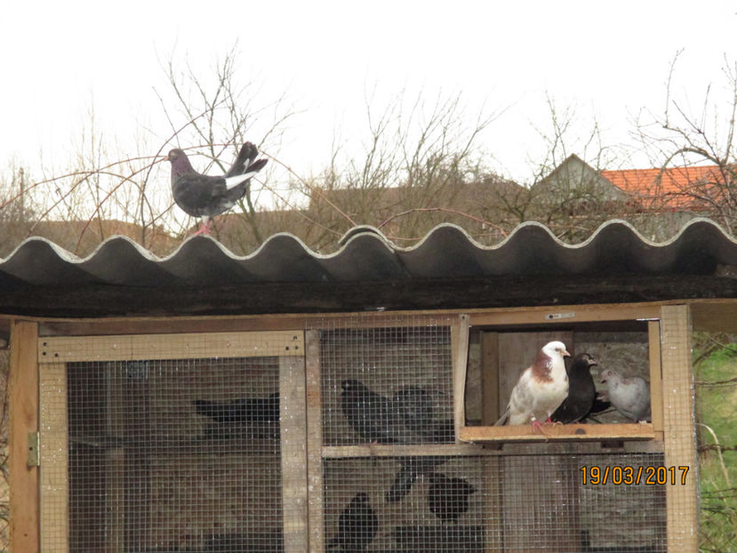  - Z ARHIVA ROLLERI DE SMIRNA 2017