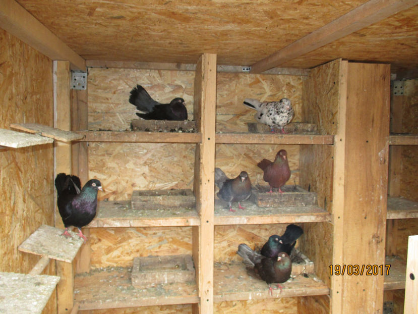  - Z ARHIVA ROLLERI DE SMIRNA 2017