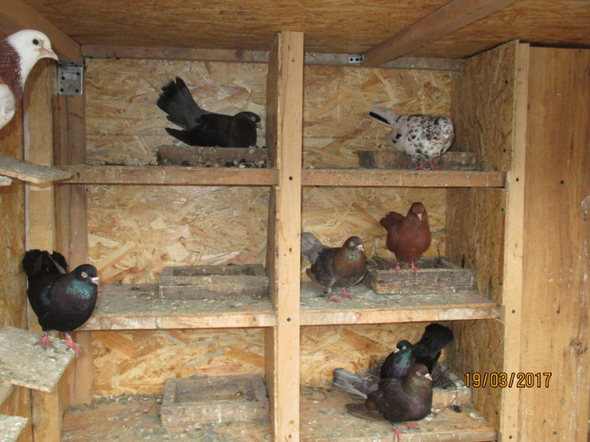  - Z ARHIVA ROLLERI DE SMIRNA 2017