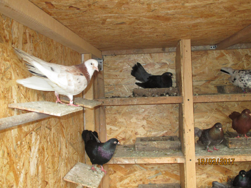  - Z ARHIVA ROLLERI DE SMIRNA 2017