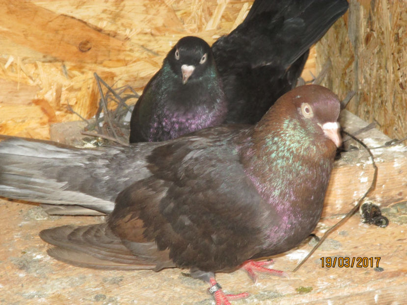  - Z ARHIVA ROLLERI DE SMIRNA 2017