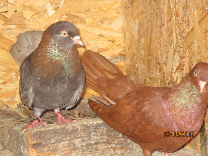  - Z ARHIVA ROLLERI DE SMIRNA 2017