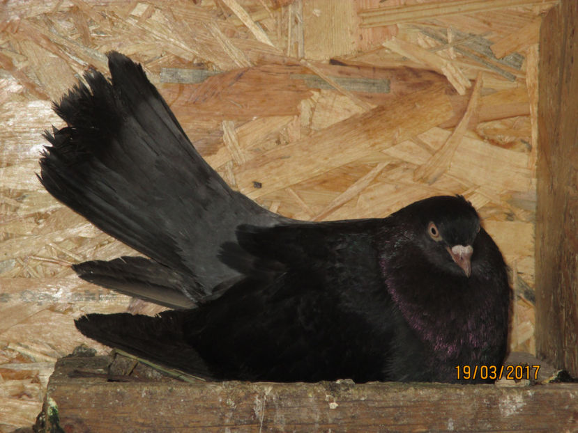  - Z ARHIVA ROLLERI DE SMIRNA 2017