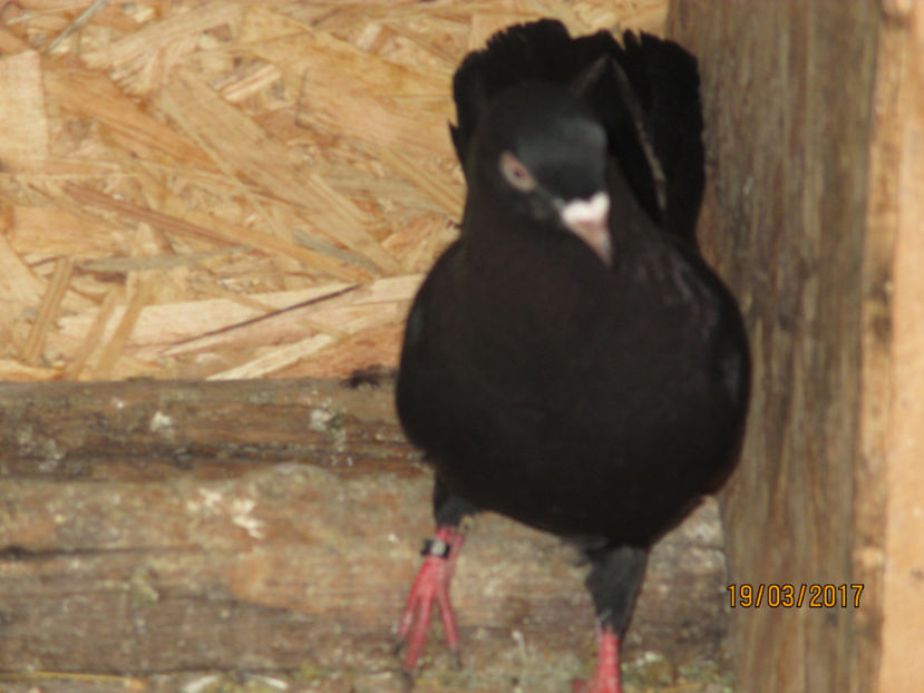  - Z ARHIVA ROLLERI DE SMIRNA 2017