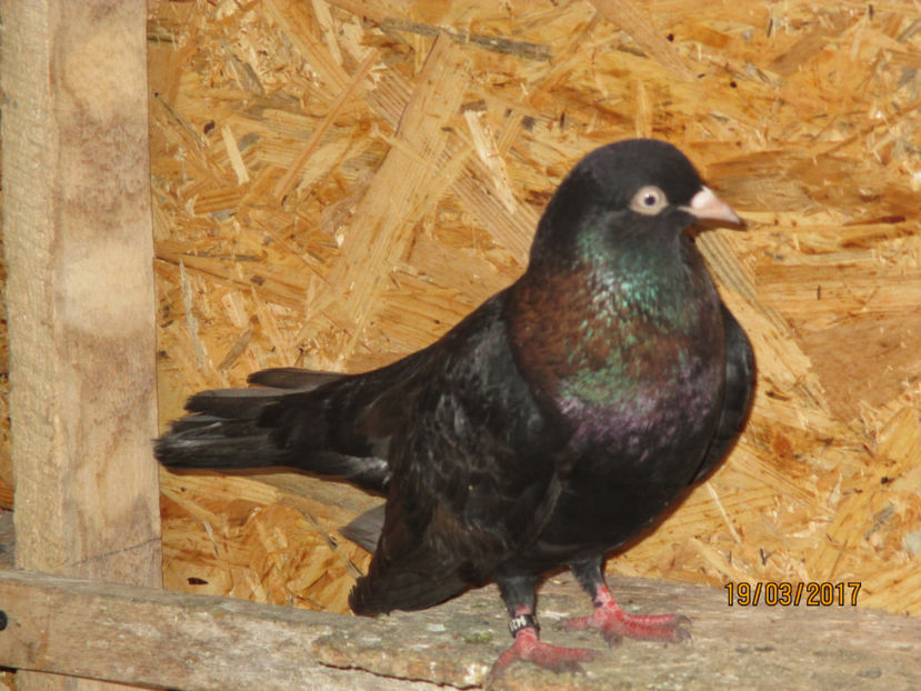  - Z ARHIVA ROLLERI DE SMIRNA 2017