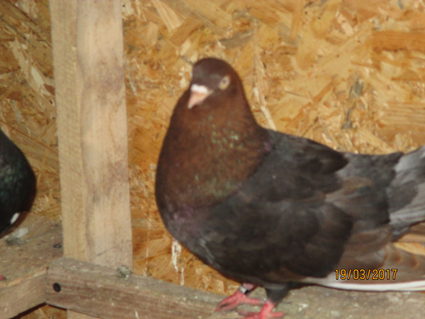  - Z ARHIVA ROLLERI DE SMIRNA 2017