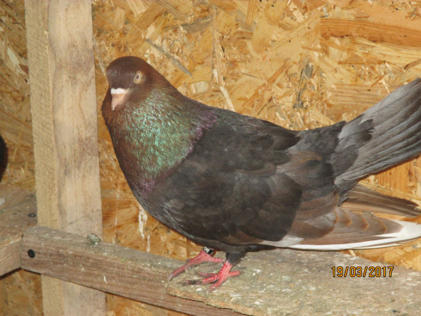  - Z ARHIVA ROLLERI DE SMIRNA 2017