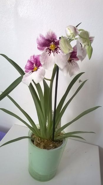  - Miltoniopsis Colombiana august 2016