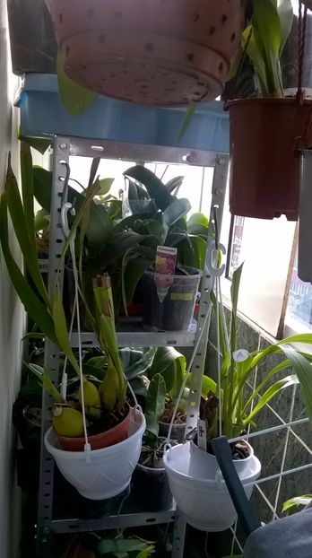 ERIA, COELIA - MY ORCHID COLLECTION