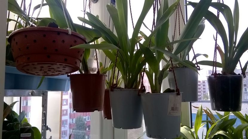 BULBOPHILLUM - MY ORCHID COLLECTION