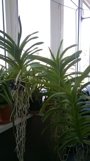 VANDA - MY ORCHID COLLECTION