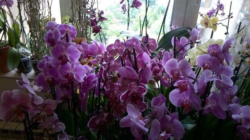 PHALAENOPSIS - MY ORCHID COLLECTION