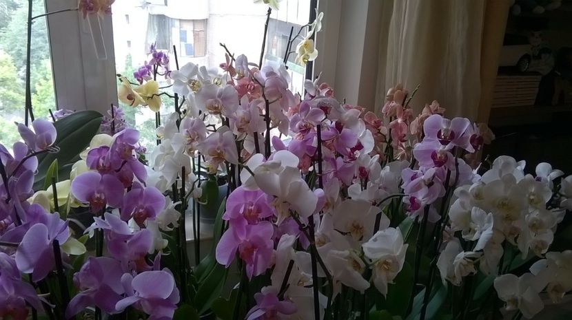 PHALAENOPSIS - MY ORCHID COLLECTION