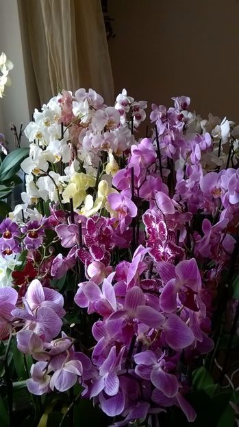 PHALE - MY ORCHID COLLECTION