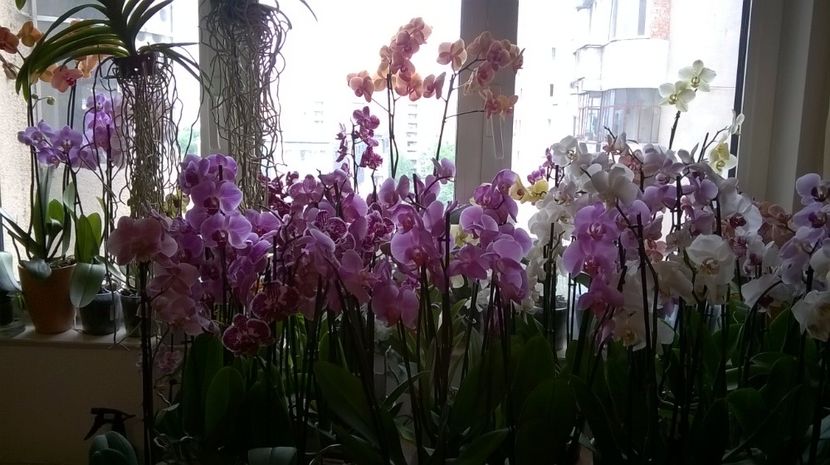 IN CAMERA - MY ORCHID COLLECTION