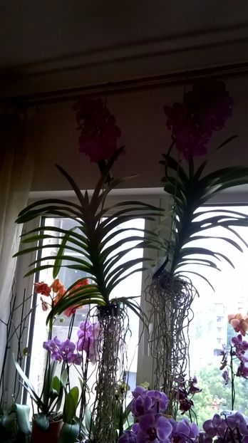 VANDA IULIE2016 - MY ORCHID COLLECTION