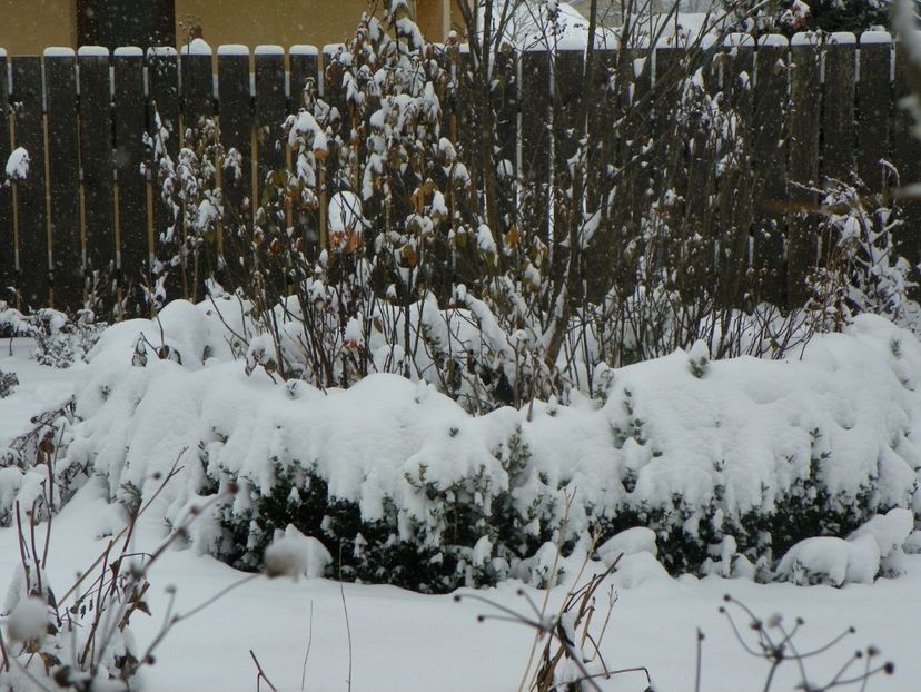 6 ian. 2017 (7) - Iarna in gradina