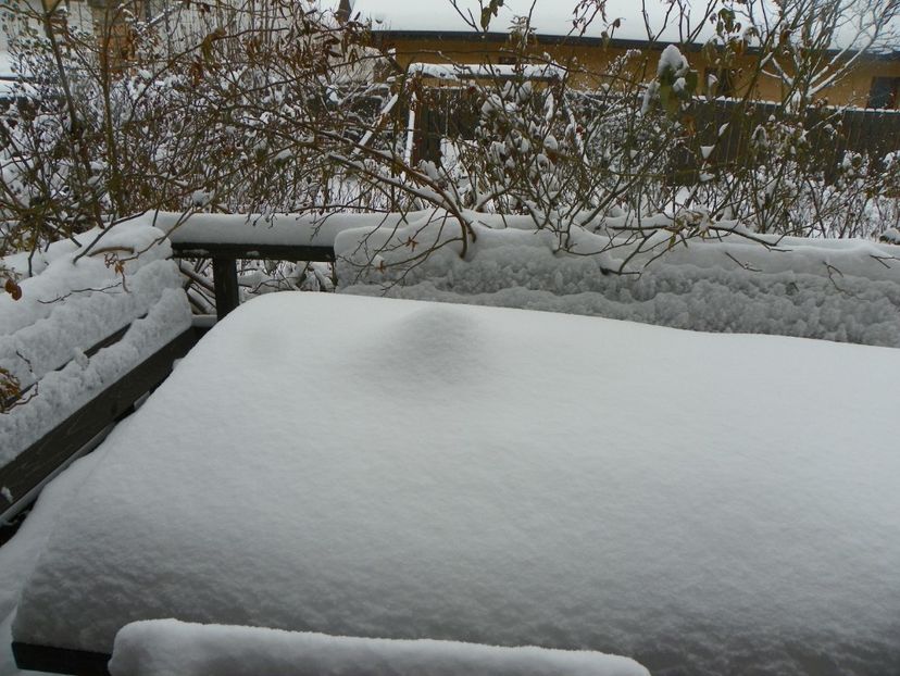 6 ian. 2017 (9) - Iarna in gradina