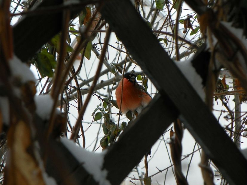 venit sa manance bobite de lonicera - Iarna in gradina
