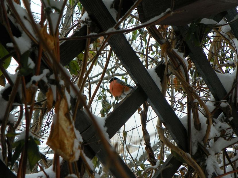 6 ian. 2017 (13) - Iarna in gradina