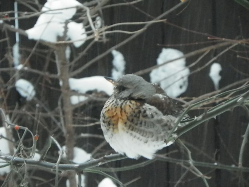 cocosar sau sturz de iarna - Iarna in gradina