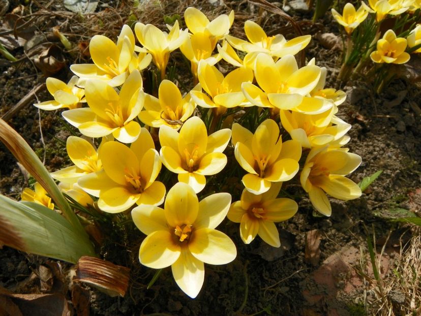 crocus Cream Beauty - Primavara 2017