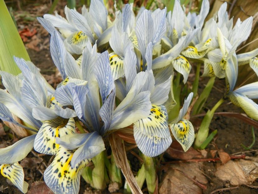 iris reticulata Katharine Hodgkin - Primavara 2017