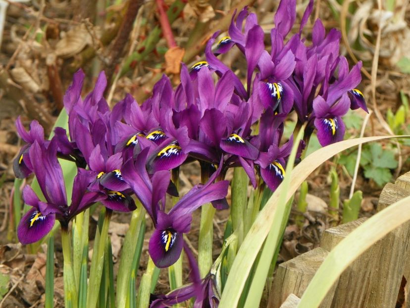 iris reticulata George - Primavara 2017