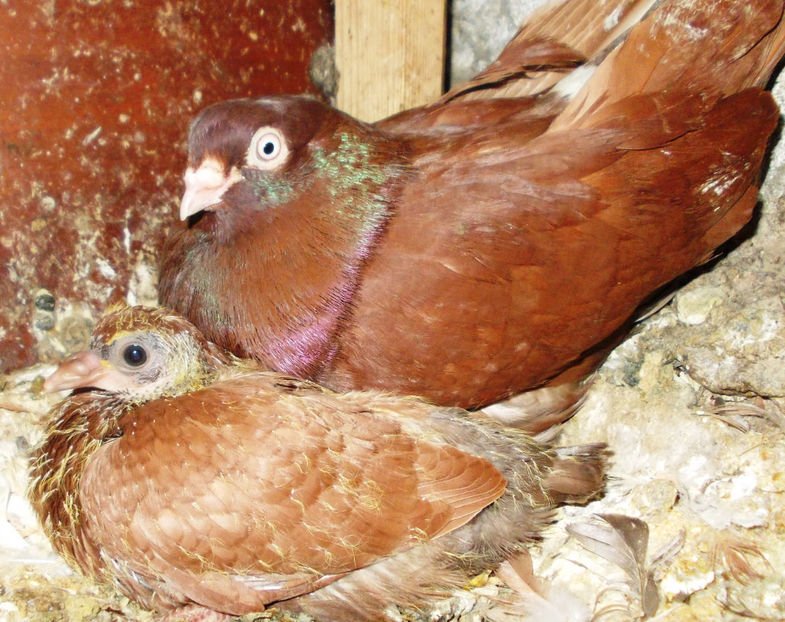 Rosu din Negru05 - 2017