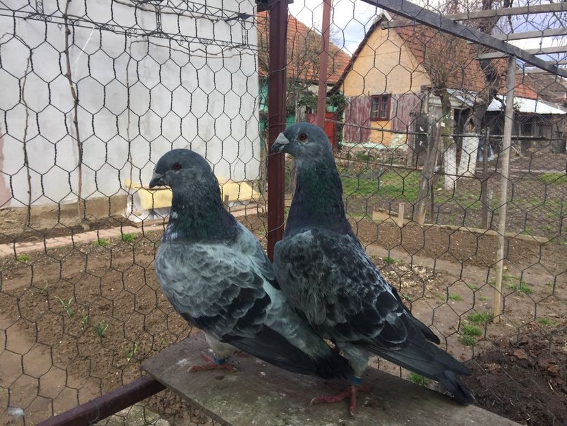  - Standarzi mei matca