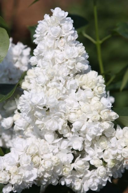 Liliac alb cu flori duble - A FLORI DIN GRADINA MEA