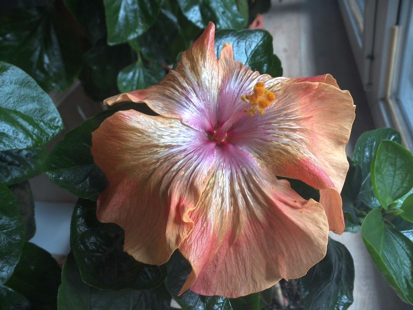 WIN_20170319_145505 - 02Hibiscus