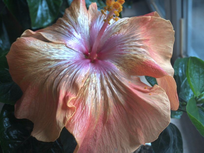 WIN_20170319_145512 - 02Hibiscus