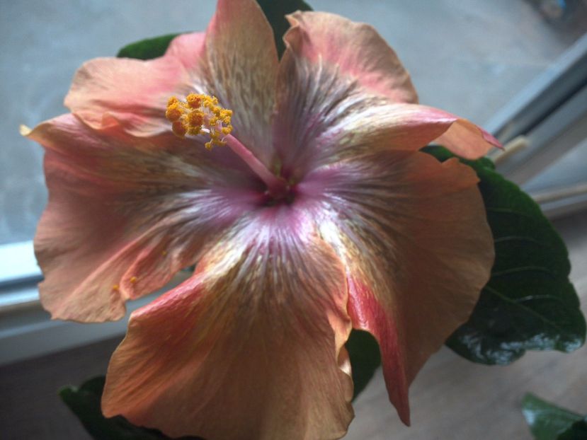 WIN_20170318_142517 - 02Hibiscus