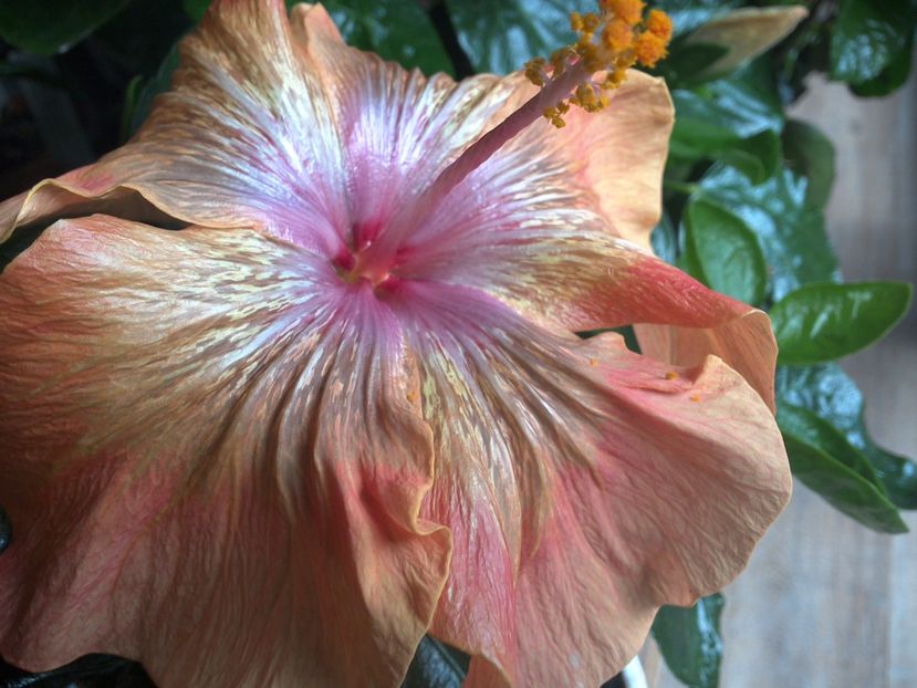WIN_20170319_145108 - 02Hibiscus