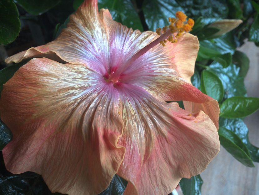 WIN_20170319_145125 - 02Hibiscus