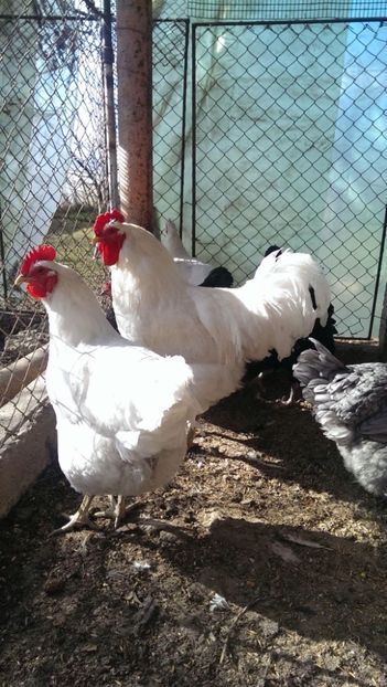  - Jersey Giants alb si albastru 2017