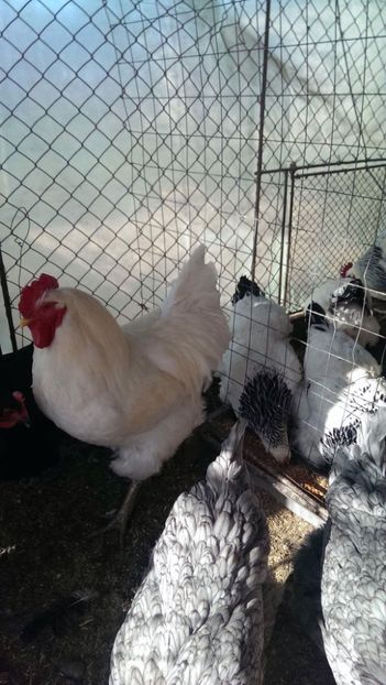  - Jersey Giants alb si albastru 2017