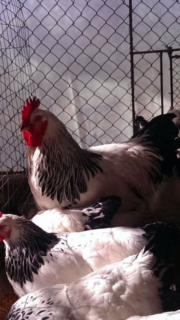  - Sussex columbia alb-negru 2017