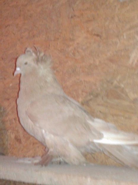  - urias maghiar care nu ii mai detin