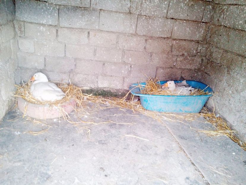 17357664_1689902237973738_1985246667_o - Incubatoarele in functiune