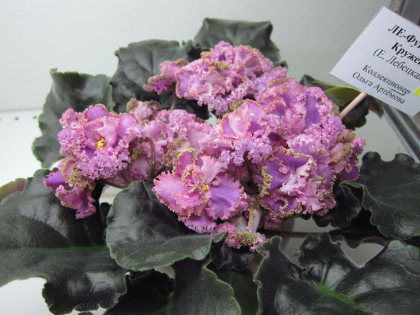 le fuksijevoje kruzhevo - frunze violete 3 lei