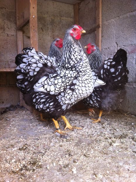 image - wyandotte argintiu