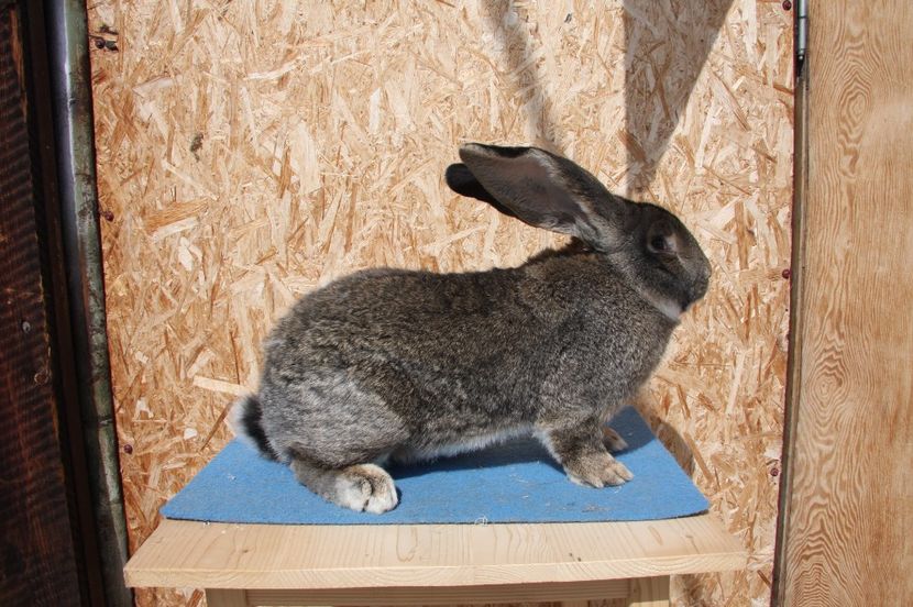 RO125-3620 - Mascul 1