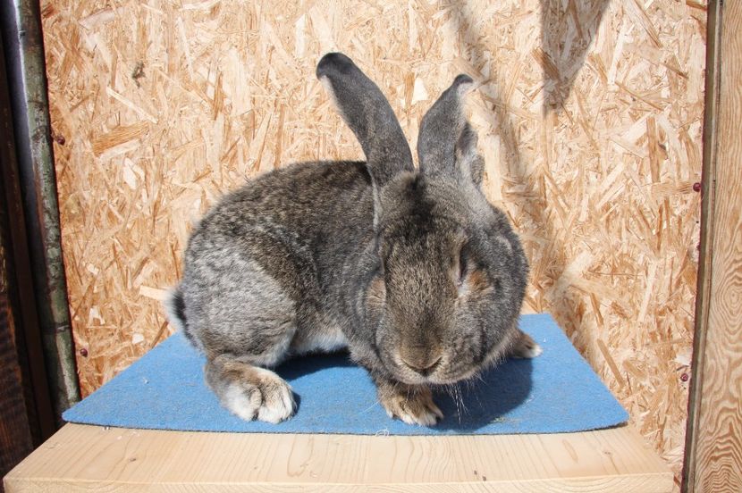 RO125-3620 - Mascul 1