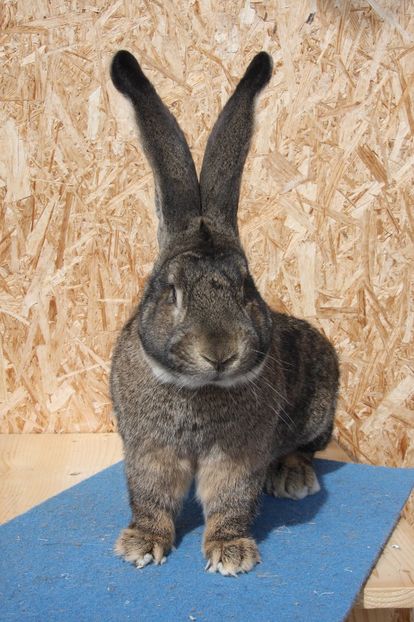 RO182-5620 - Mascul 3